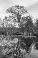 tree Just a tree with the reflection