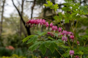 bleedingheart Lamprocapnos spectabilis, commonly known as bleeding heart or Asian bleeding heart (Wikipedia)