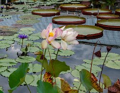 lotus-flower Lotus Flower at NYBG. Nelumbo nucifera, also known as sacred lotus, Indian lotus or simply lotus, is one of two extant species of aquatic plant in the family...