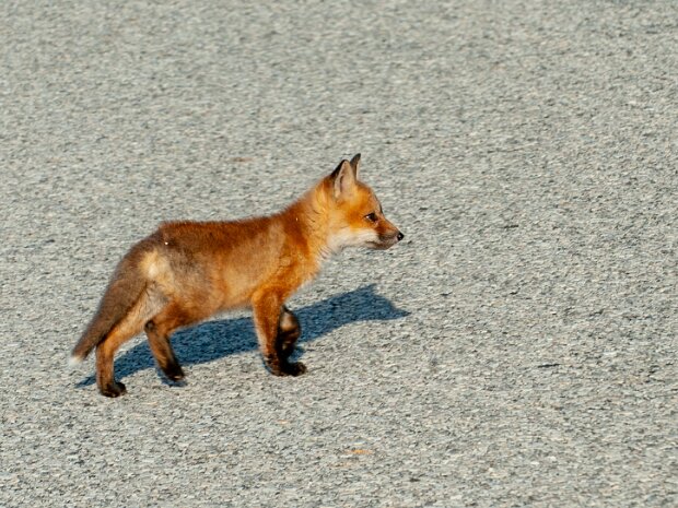 Wildlife