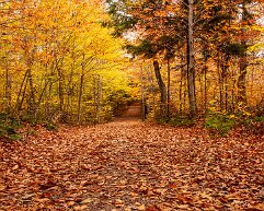 hiking At Rickettes Glen State Park, Pennsylvania