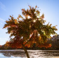 tree Tree in the fall