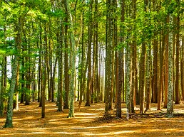 tall-trees At Southaven (pronounced south haven with a silent h) County Park, Long Island, NY