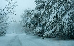 snow-trees Heavy snow covers the trees